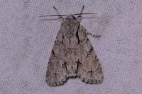 Acronicta psi/tridens