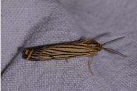 Spiris striata
