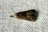 Schrankia costaestrigalis