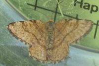 Macaria brunneata