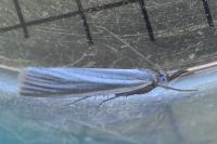 Crambus perlellus