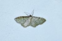 Idaea fuscovenosa