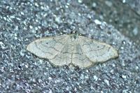 Idaea aversata