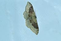 Idaea degeneraria