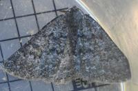 Gnophos obfuscata