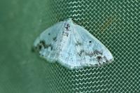 Lomographa temerata