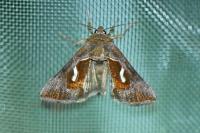 Macdunnoughia confusa