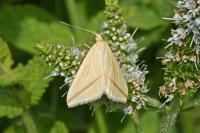 Rhodometra sacraria