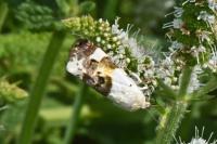 Acontia lucida