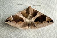 Dysgonia algira