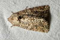 Anarta trifolii