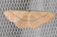 Cyclophora linearia