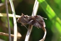 Autographa gamma