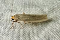 Eilema caniola