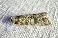 Dioryctria simplicella