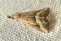 Schrankia taenialis