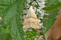 Eublemma parva