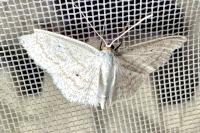Scopula immutata