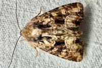 Apamea remissa