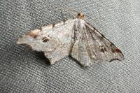 Macaria notata