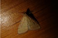 Ostrinia nubilalis