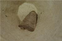 Hoplodrina ambigua/blanda