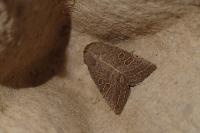 Hoplodrina ambigua/blanda