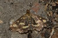 Pyrausta purpuralis