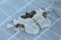Ligdia adustata