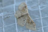 Idaea degeneraria