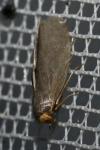Achroia grisella