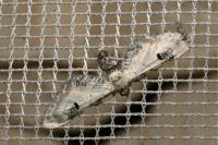 Eupithecia centaureata