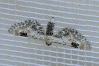 Eupithecia centaureata