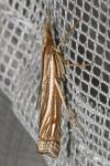 Ancylolomia tentaculella