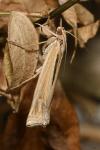 Ancylolomia tentaculella