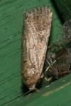 Spodoptera exigua