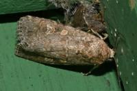Spodoptera exigua