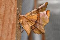 Selenia lunularia