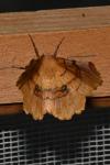 Selenia lunularia
