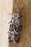 Lycophotia porphyrea