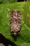 Lycophotia porphyrea