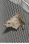 Macaria alternata