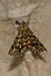 Chiasmia clathrata