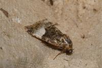 Tyta luctuosa