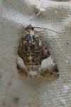 Tyta luctuosa