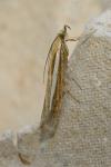 Agriphila tristella