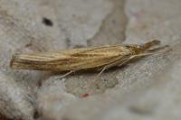 Agriphila tristella
