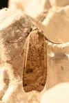 Noctua pronuba