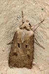 Agrotis exclamationis exclamationis