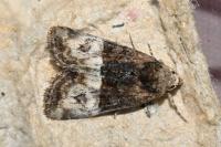 Mesoligia furuncula